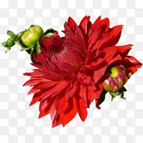 大丽花切花设计菊花-空若网 大丽花切花设计菊花-空若网