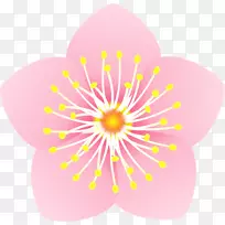 粉红色开花植物-空若网 粉红色开花植物-空若网