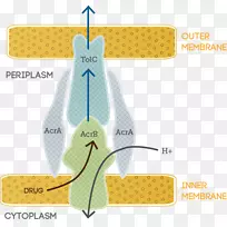外排细菌大肠杆菌科学抗生素-科学-空若网 外排细菌大肠杆菌科学抗生素-科学-空若网