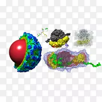 生物圈mrv&野营度假村病毒衣壳对称-空若网 生物圈mrv&野营度假村病毒衣壳对称-空若网
