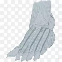 ��ָͷ����Ь��Ʒ���.����-������