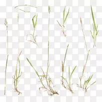 甜草植物茎商品嫩枝野草红-空若网 甜草植物茎商品嫩枝野草红-空若网