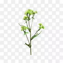 切花植物茎亚灌木开花植物-植物花卉材料-空若网 切花植物茎亚灌木开花植物-植物花卉材料-空若网