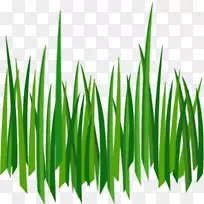 草坪剪贴画-草PNG形象绿草PNG图片-空若网 草坪剪贴画-草PNG形象绿草PNG图片-空若网