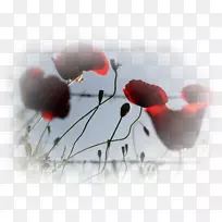 �����ֽ���ֲ�Ʒ��Ʋ���è��������-������