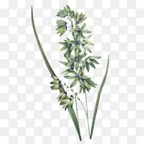 沐浴后,瓦伦西亚植物插画艺术-空若网 沐浴后,瓦伦西亚植物插画艺术-空若网