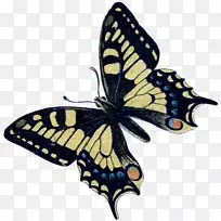 ��������ëˢ�����������������-������