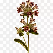 毛巾植物插图剪贴画图片-空若网 毛巾植物插图剪贴画图片-空若网