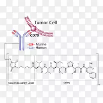 多形性骨髓瘤癌单甲基耳司他汀e-抗体药物结合物-空若网 多形性骨髓瘤癌单甲基耳司他汀e-抗体药物结合物-空若网