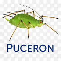 昆虫蚜虫植物摄影害虫-空若网 昆虫蚜虫植物摄影害虫-空若网