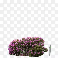 杜鹃‘玫瑰花’加拿大杜鹃灌木开花植物-空若网 杜鹃‘玫瑰花’加拿大杜鹃灌木开花植物-空若网