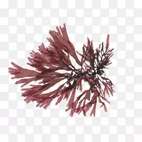 黑线鳕,可食用海藻,螃蟹-空若网 黑线鳕,可食用海藻,螃蟹-空若网