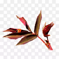 中央博客花画jpeg-空若网 中央博客花画jpeg-空若网