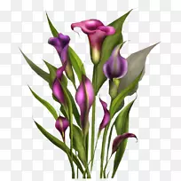 ���������Ĳ廨-������