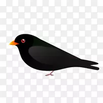 美洲麻雀-空若网 美洲麻雀-空若网