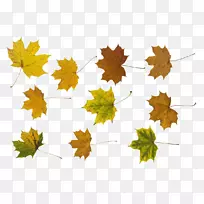 png图片剪辑艺术图像图形透明枫树-空若网 png图片剪辑艺术图像图形透明枫树-空若网