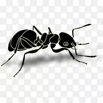 蚂蚁图形剪贴画昆虫-空若网 蚂蚁图形剪贴画昆虫-空若网