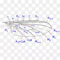 蝇/m/02csf-昆虫-空若网 蝇/m/02csf-昆虫-空若网