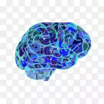 认知人脑认知神经科学研究-脑-空若网 认知人脑认知神经科学研究-脑-空若网