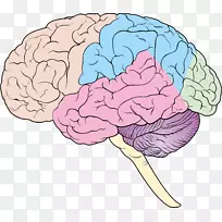 人脑神经系统前脑大脑-大脑-空若网 人脑神经系统前脑大脑-大脑-空若网