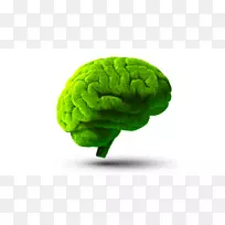 脑标本摄影绿剪贴画-大脑-空若网 脑标本摄影绿剪贴画-大脑-空若网