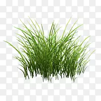 香根草商品麦草植物茎丛草-空若网 香根草商品麦草植物茎丛草-空若网