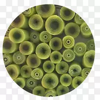 壁画珠宝手工玻璃彩虹果露-AAE玻璃有限责任公司-空若网 壁画珠宝手工玻璃彩虹果露-AAE玻璃有限责任公司-空若网