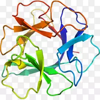 ������Ҷ��Ʒֲ�ﾥ�߶���-������