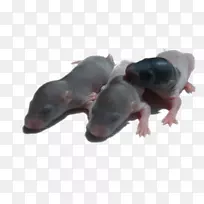 计算机鼠标动物鼻子-Klint-空若网 计算机鼠标动物鼻子-Klint-空若网