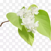 剪贴画png图片花卉插图摄影.花卉-空若网 剪贴画png图片花卉插图摄影.花卉-空若网