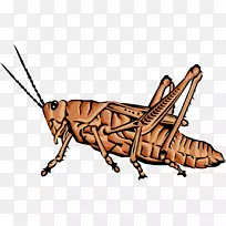 蝗虫动物无脊椎动物蜘蛛甲虫蝗虫-空若网 蝗虫动物无脊椎动物蜘蛛甲虫蝗虫-空若网