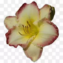 �ٺϻ�pngͼƬ�����������격��-�ٺϻ�-������