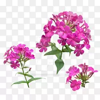 Âí±Þ²ÝpngͼƬͼÏñÒÕÊõµÀµÂ-¿ÕÈôÍø Âí±Þ²ÝpngͼƬͼÏñÒÕÊõµÀµÂ-¿ÕÈôÍø