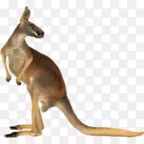 �Ĵ����Ǻ���󣬶����Ҵ���-����PNG-������