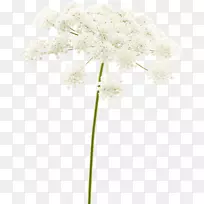 开花植物茎分枝植物-Forza-空若网 开花植物茎分枝植物-Forza-空若网