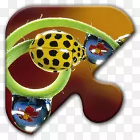 瓢虫蝴蝶钢蓝色瓢虫桌面壁纸-甲虫-空若网 瓢虫蝴蝶钢蓝色瓢虫桌面壁纸-甲虫-空若网