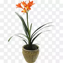 ����ֲ���ľ���ٺϣ��������Ѹ��ģ�����ë���Ȼ��ֲ��-������