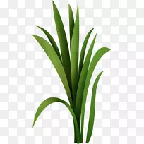 叶花盆植物茎开花植物.雄蕊型-空若网 叶花盆植物茎开花植物.雄蕊型-空若网