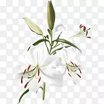 pngͼƬ��������ͼ��ͼ��.��-������