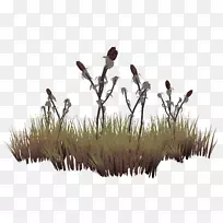 年长的卷轴在网上卷绕,坦瑞尔草,草坪-草-空若网 年长的卷轴在网上卷绕,坦瑞尔草,草坪-草-空若网