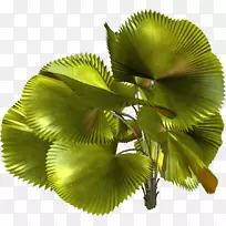 热带植物叶树-空若网 热带植物叶树-空若网