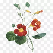 园林植物插画设计-绘画-空若网 园林植物插画设计-绘画-空若网