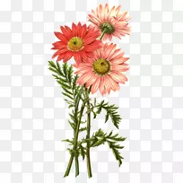 菊花茶花植物除虫菊菊花-空若网 菊花茶花植物除虫菊菊花-空若网