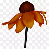 切花橙色。-空若网 切花橙色。-空若网