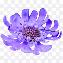 花紫罗兰蓝薰衣草蓝花-空若网 花紫罗兰蓝薰衣草蓝花-空若网