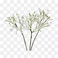 Сֲ֦�ﾥҶֲ֦��Ҷ-������