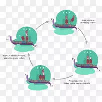 翻译转录图蛋白质生物合成dna-动脉硬化-空若网 翻译转录图蛋白质生物合成dna-动脉硬化-空若网