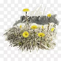菊花花卉设计蒲公英-空若网 菊花花卉设计蒲公英-空若网