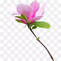 插花艺术-弹簧-空若网 插花艺术-弹簧-空若网