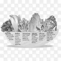 树圆卷心菜-空若网 树圆卷心菜-空若网